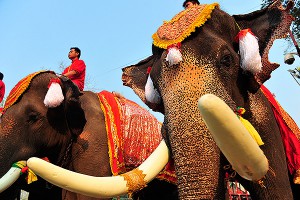 В Таиланде бешеный слон убил туриста В Таиланде бешеный слон убил туриста