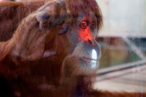 Microsoft "подсадила" орангутангов на Xbox Microsoft "подсадила" орангутангов на Xbox