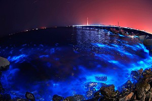 В Красном море найдены неизвестные существа В Красном море найдены неизвестные существа