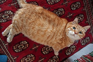 Пропавшего кота нашли растолстевшим Пропавшего кота нашли растолстевшим