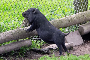 В Москве спасли черную свинью В Москве спасли черную свинью