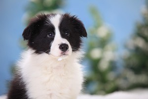 Ученые придумали IQ-тест для собак Ученые придумали IQ-тест для собак