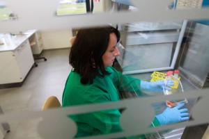 Британия будет скрещивать людей и животных Британия будет скрещивать людей и животных