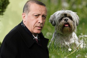 На каких собак похожи мировые лидеры На каких собак похожи мировые лидеры