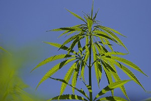 Наркоторговец сделал валентинки из гашиша Наркоторговец сделал валентинки из гашиша