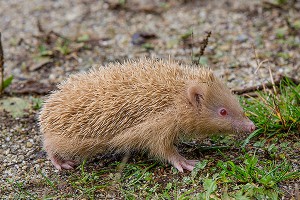 Еж-альбинос влюбился в дикообразиху Еж-альбинос влюбился в дикообразиху