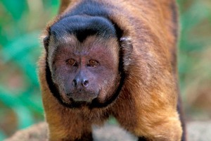 Пожарные поймали пьяную обезьяну с ножом Пожарные поймали пьяную обезьяну с ножом