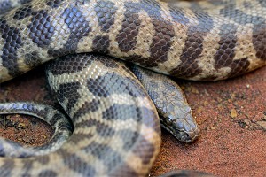 Двухметровый питон напал на спящего ребенка Двухметровый питон напал на спящего ребенка