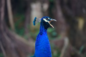 Павлины скончались от ужаса после селфи Павлины скончались от ужаса после селфи