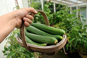 Девушка умерла после секса с огурцом Девушка умерла после секса с огурцом