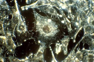 Ученые создали "живой и дышащий" компьютер Ученые создали "живой и дышащий" компьютер