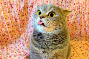 Кошка-"Эйнштейн" из России взорвала соцсети Кошка-"Эйнштейн" из России взорвала соцсети