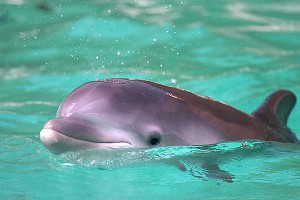 Минобороны купит пять дельфинов Минобороны купит пять дельфинов