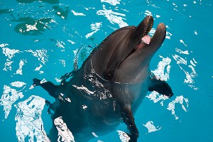 Дельфины Минобороны ушли на пенсию Дельфины Минобороны ушли на пенсию