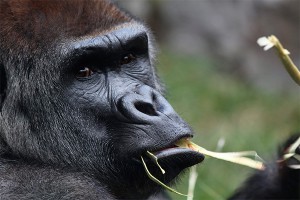 Ученые: Мясо сделало из обезьяны человека Ученые: Мясо сделало из обезьяны человека