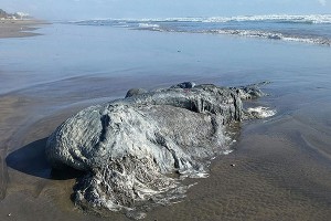 На берег Мексики вынесло морского монстра (видео) На берег Мексики вынесло морского монстра (видео)