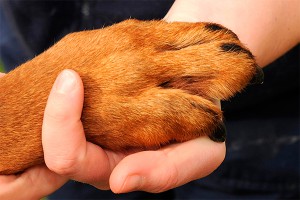 Собака жертвы няни-убийцы найдена мертвой Собака жертвы няни-убийцы найдена мертвой