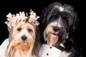 В Индии пышно сыграли собачью свадьбу В Индии пышно сыграли собачью свадьбу