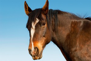 Коню пошили твидовый костюм Коню пошили твидовый костюм