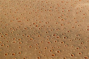 Ученые раскрыли тайну "ведьминых кругов" Ученые раскрыли тайну "ведьминых кругов"