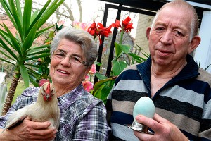 Курица снесла "самое большое яйцо" Курица снесла "самое большое яйцо"