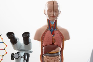 Ученые вырастили человеческую печень Ученые вырастили человеческую печень