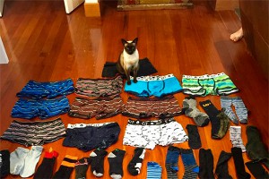 Сиамская кошка охотится на мужские трусы Сиамская кошка охотится на мужские трусы