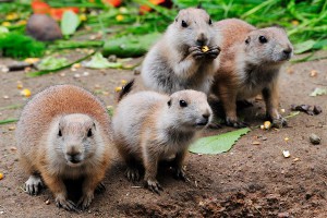 Луговые собачки оказались серийными убийцами Луговые собачки оказались серийными убийцами