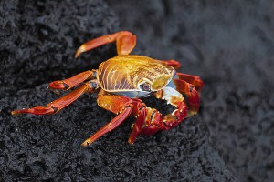 Крабы принесли России рекордную прибыль Крабы принесли России рекордную прибыль