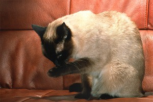 Сиамская кошка восемь дней провела в посылке Сиамская кошка восемь дней провела в посылке