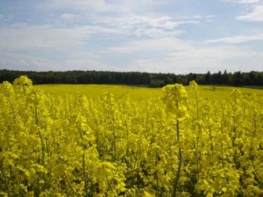 На неиспользуемых землях Брянской области будут сажать рапс