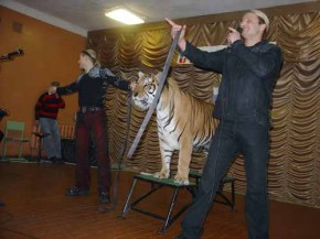 Братья Запашные привезли тигра в воспитательную колонию Братья Запашные