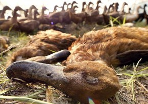 Пандемия птичьего гриппа может убить 7 млн. человек