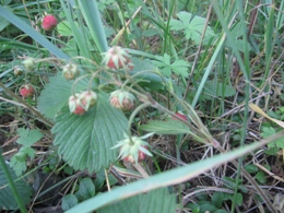 На БМЗ появились земляничные поляны