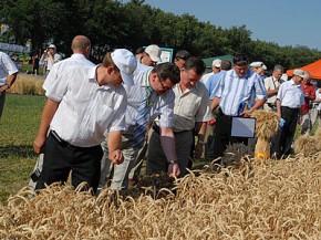 «День российского поля — 2007» Фото пресс-службы администрации Брянской области