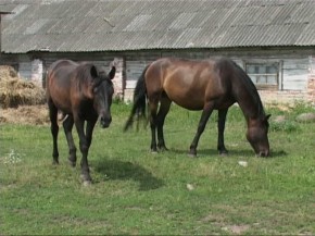 Кражу лошадей предотвратили в Брянском районе