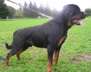 Пенсионерка погибла в результате нападения собственного ротвейлера Ротвейлер