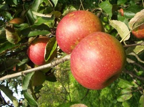 19 августа жители Брянской области отметили Яблочный Спас