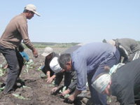 В Брянской области наблюдается приток иностранной рабочей силы