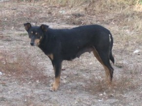 В поисках тепла