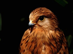 Контрабандисты издевались над соколами