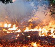 В Брянской области пик лесных пожаров